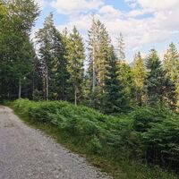 Wanderweg rund um den Brunschkopf - Forstweg im Wald
