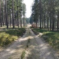 Pengerswald