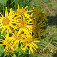 Flora