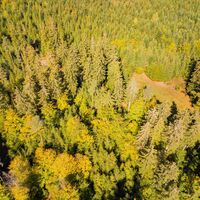 Wälder auf dem Kaltenbronn