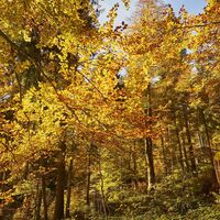 Wald im Bergsteigerdorf Kreuth