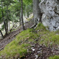 unter der Felswand steil ausquerend hoch