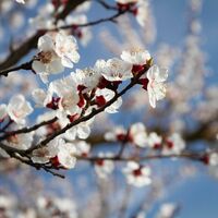 Marillenblüte in der Wachau