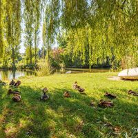 Enten entspannen im Schatten des Stadtparks