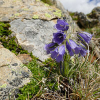 ein Büschel Alpen-Glockenblumen