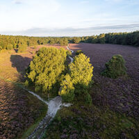 Misselhorner Heide Drohne Luftaufnahme Heideblüte
