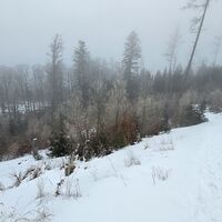 Straße verliert sich in Jungwald und Buschwerk