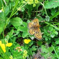 Fauna Schmetterling: Braunfleckiger Perlmuttfalter
