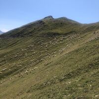 Weiden auf der Assietta