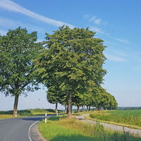 Entlang der Baumallee von Rhadereistedt nach Rhade