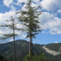 Hinternaßwald - Grenzriegel - Amaißbichl
