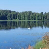 Schwan am Väärinjärvi