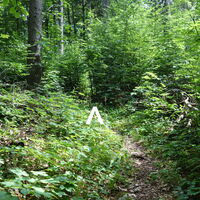am Steig