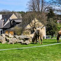 Gasthaus zur Holzmühle mit Kamelen