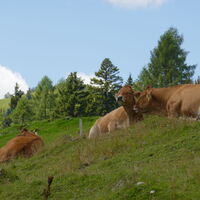 so sehen glückliche Kühe aus