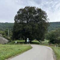 Wegkreuz unterm Baum -- hier zunächst gradaus weiter auf Wiesenweg