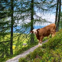 Kühe auf dem Weg zum Lackenkogel