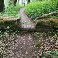 Baumstumpf bei der Klingenklamm
