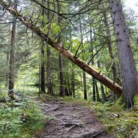 Wanderweg durch den Bergwald