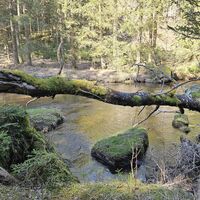 Die wilde Kamp