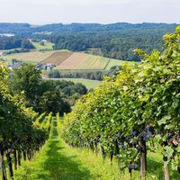 Blick in den Weingarten