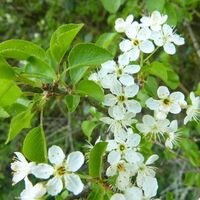 Prunus mahaleb