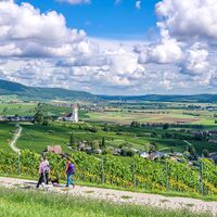 Hallau_Reben_Wandern_Wanderer_Kirche_Reben_Weitsicht_Wanderer_September_Spätsommer