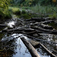 Lobau/Lobgrund - Groß Enzersdorf