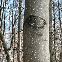 Exdorf - zur Platte - verwunschene Stämme