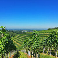 Blick durch die Weinberge ins Renchtal