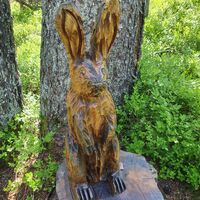 Hase