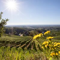 Blick in die Weinberge