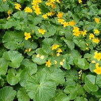 Flora