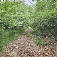 Tiefhängende Zweige auf der Abfahrt