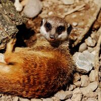Ermännchen - Tierpark Gotha
