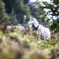 Wandern Menzenschwand