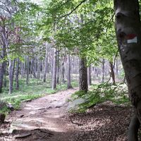 Schmale verwunschene Pfade durch den Pfälzerwald