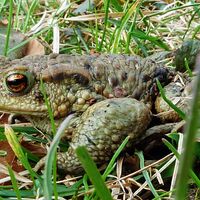 Ohrdruf Krötenwanderung am Rasenteich