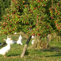 Streuobstwiese