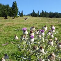Kratzdistel auf der Gipfelwiese