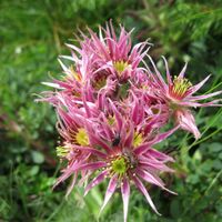 Waldheimhütte - Lavantsee - Zirbitzkogel