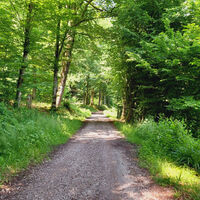 Graf-Rhena-Weg im Albtal