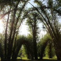 Weidenbau im Kurpark Bad Blumau