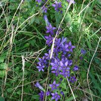 Flora: Rauer Kranzenzian (Gentianella aspera)