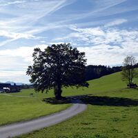 Hier zweigt der Weg vom Egelsee kommend auf den Buchberg ab.