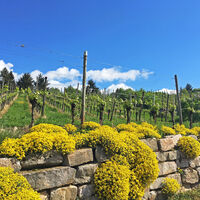 Weinberge
