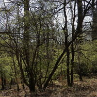 Hütteldorf - Lainzer Tiergarten - Liesing