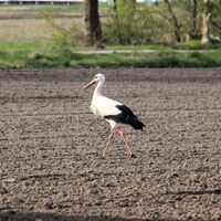 Lübeln - Weißstorch auf Nahrungssuche