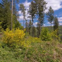 Münchweiler Höhenwanderweg