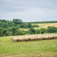 Mit etwas Glück trifft man unterwegs auf die Landschaftspfleger des Gäus
